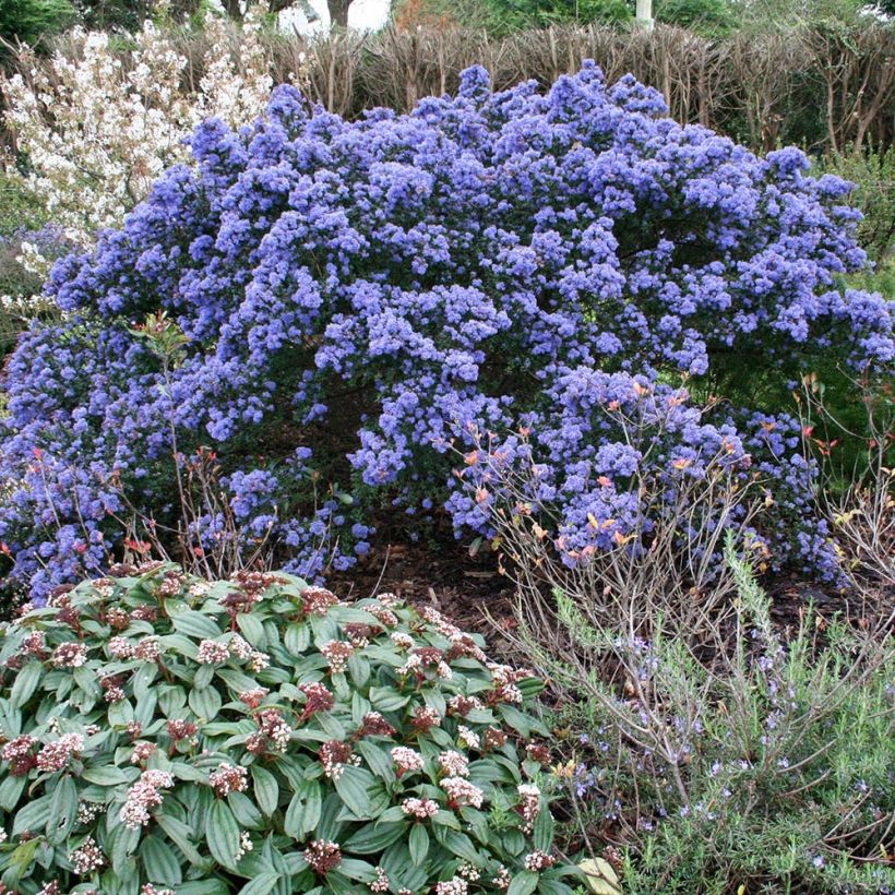 Säckelblume Puget Blue - Ceanothus impressus (Hafen)