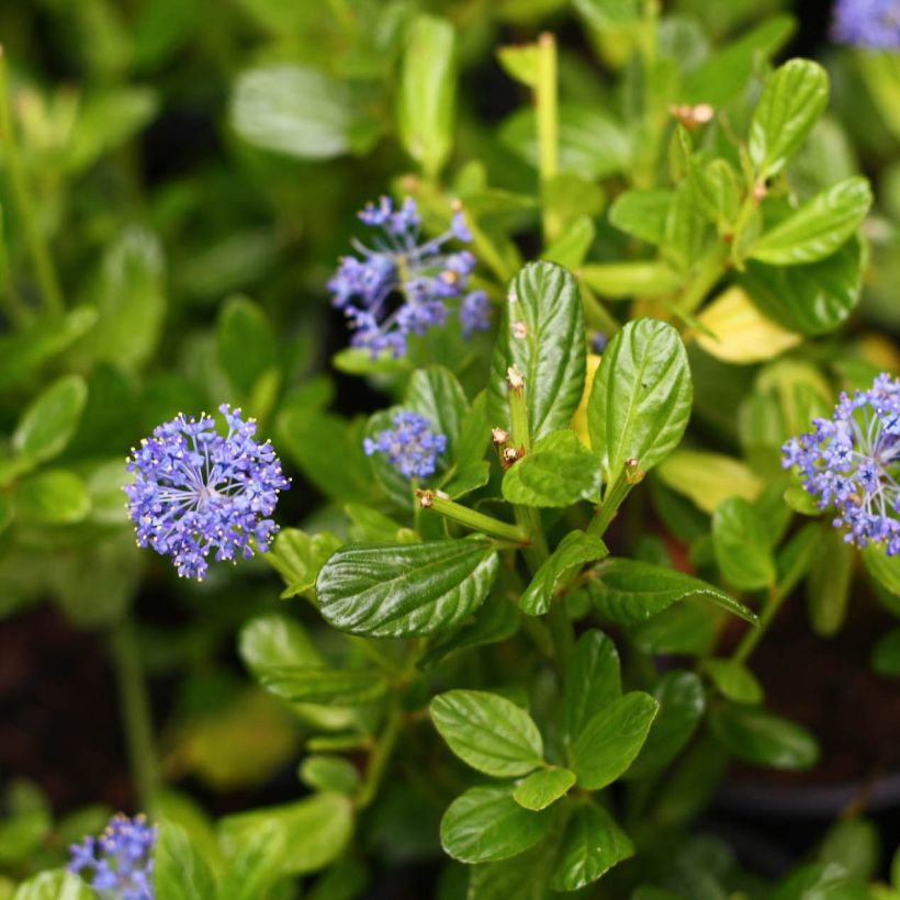 Säckelblume Victoria - Ceanothus impressus (Blüte)