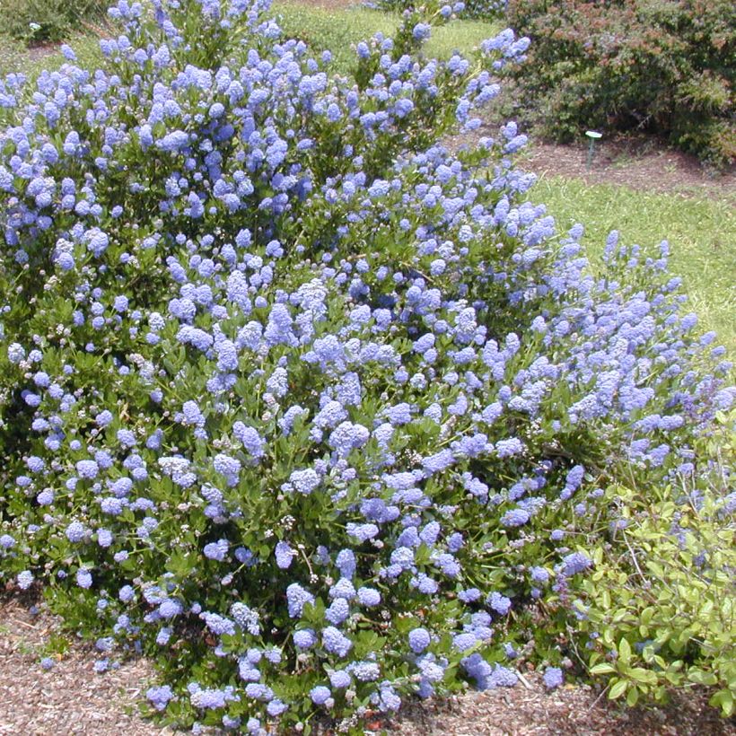 Säckelblume Victoria - Ceanothus impressus (Hafen)