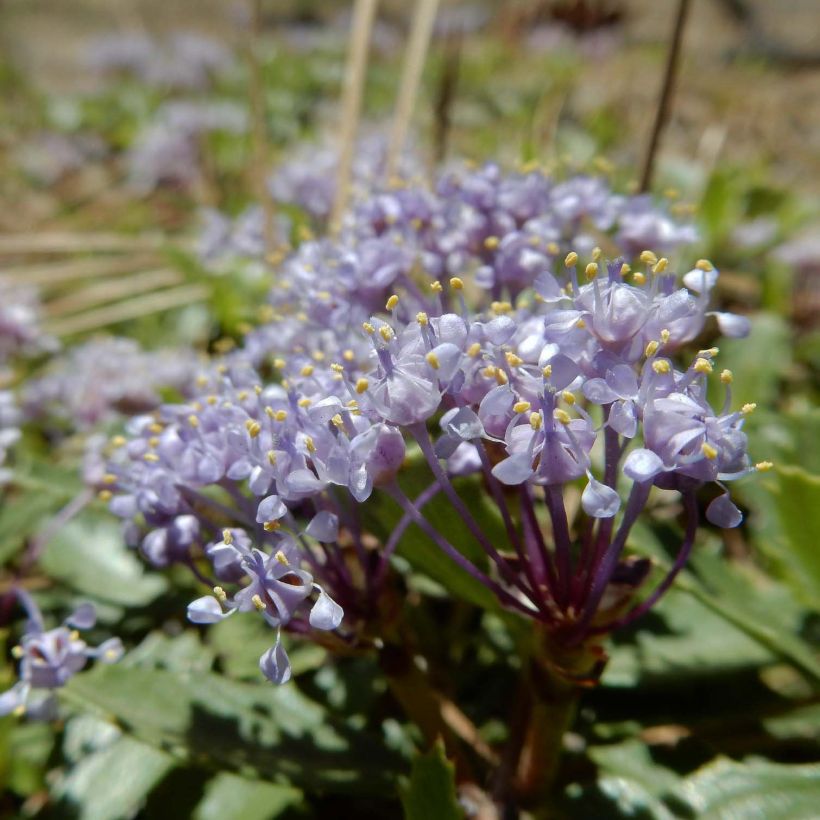 Kriechende Säckelblume Prostratus - Ceanothus prostratus (Blüte)