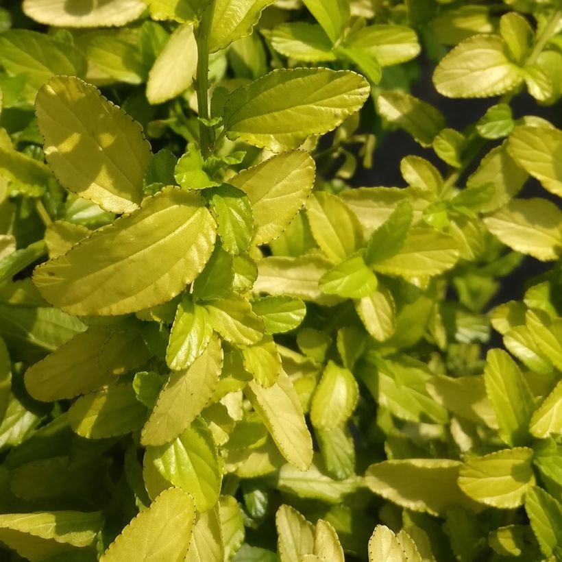 Kalifornischer Flieder California Love African Queen - Ceanothus thyrsiflorus (Laub)