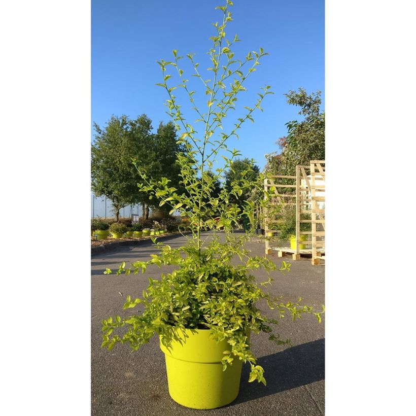 Kalifornischer Flieder California Love African Queen - Ceanothus thyrsiflorus (Hafen)