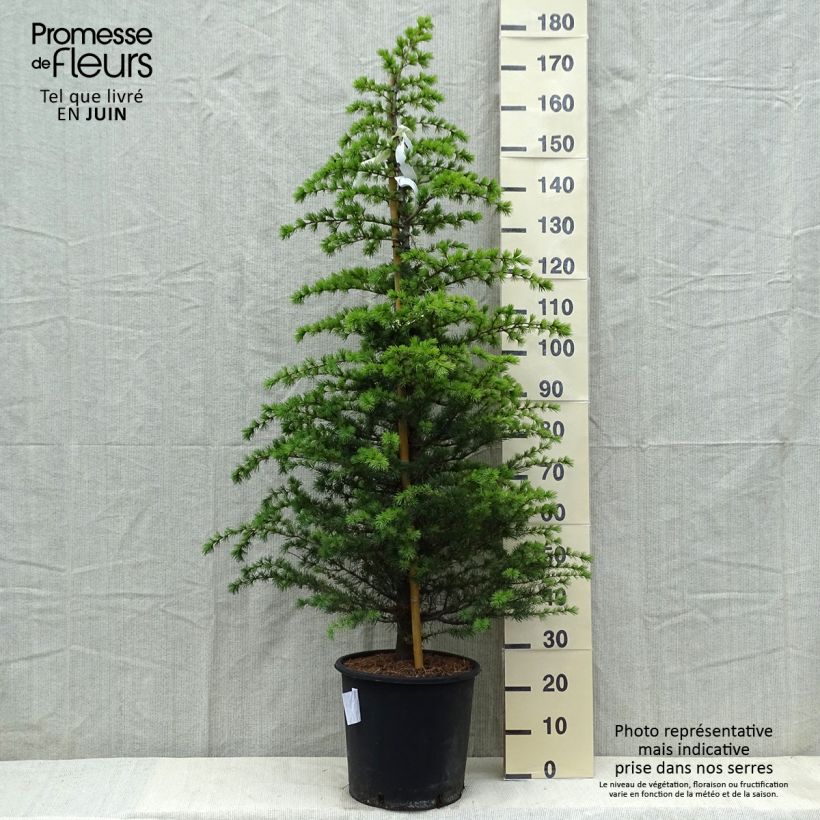 Exemplar von Cedrus libani subsp. atlantica Glauca - Atlas-Zeder Topf mit 18L/20LGelieferte Höhe ca. 100/150cm wie im Frühjahr geliefert