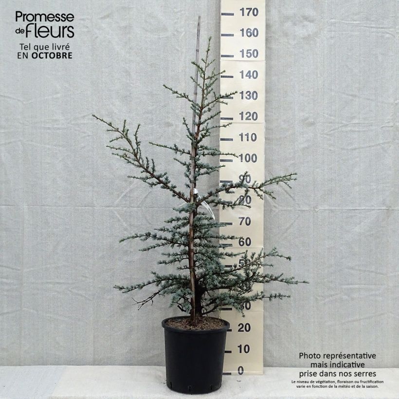 Exemplar von Cèdre bleu de l'Atlas - Cedrus libani atlantica Horstmanns Silberspitz Pot de 12L/15L wie im Herbst geliefert