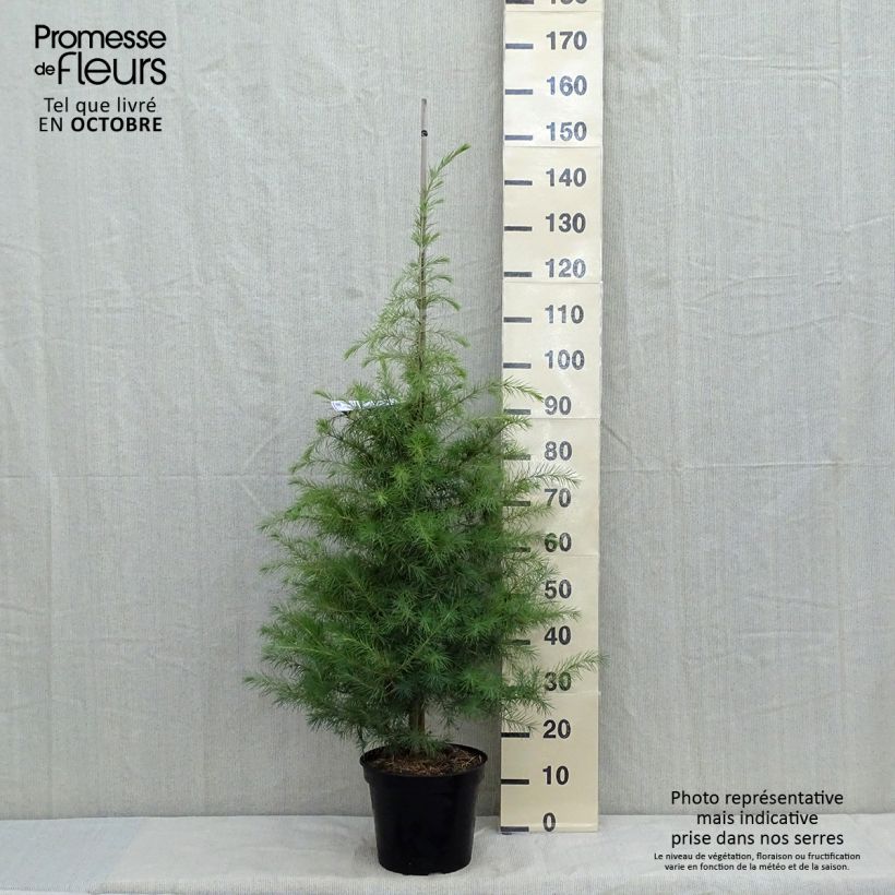 Exemplar von Cèdre de l'Himalaya - Cedrus deodara en pot de 15L wie im Herbst geliefert