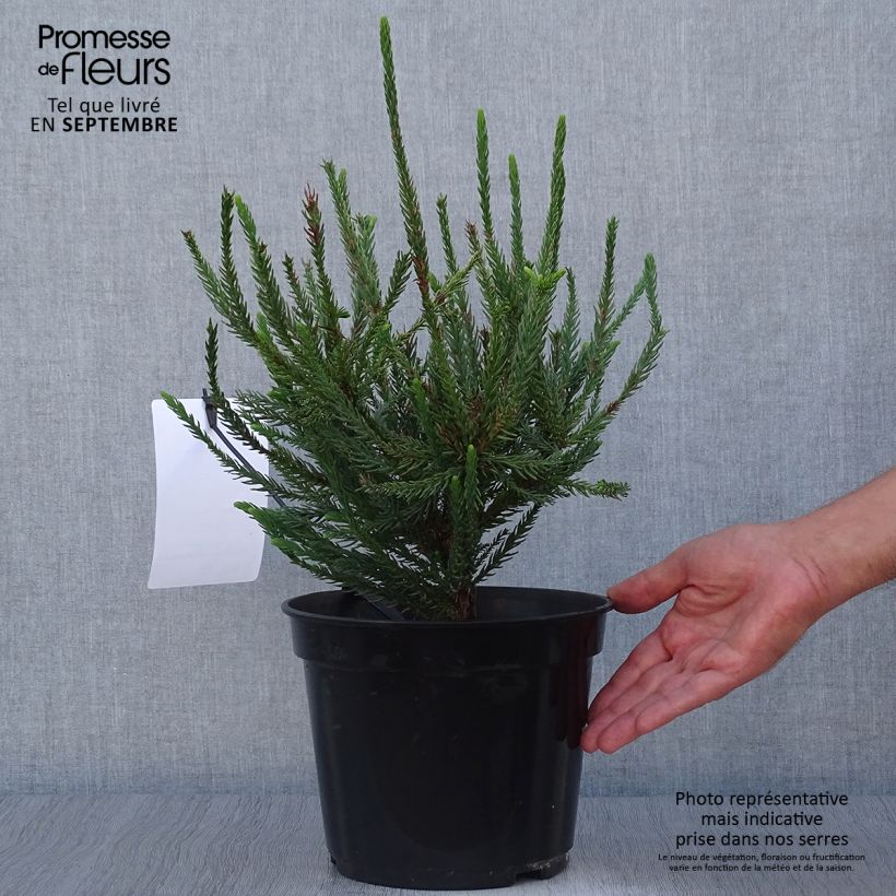 Exemplar von Cryptomeria japonica Araucarioides - Cèdre du Japon en pot wie im Herbst geliefert