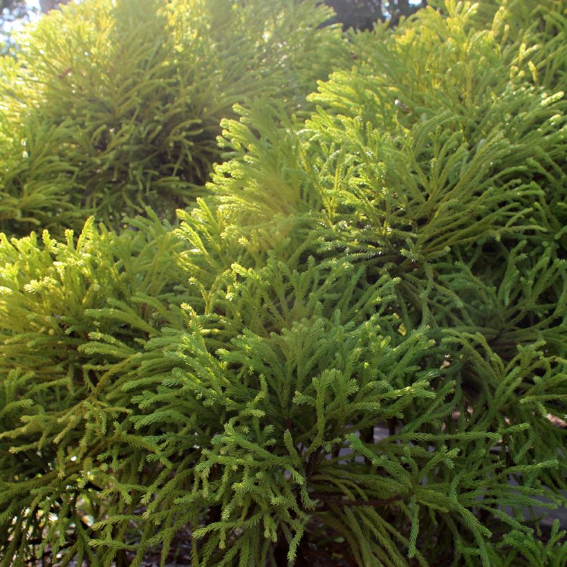 Cryptomeria japonica Globosa Nana (Laub)