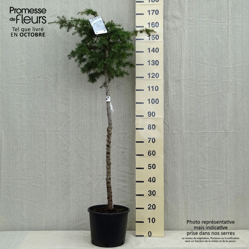 Exemplar von Cedrus libani - Libanon-Zeder Topf mit 7,5L/10LGelieferte Höhe ca. 120/140cm wie im Herbst geliefert