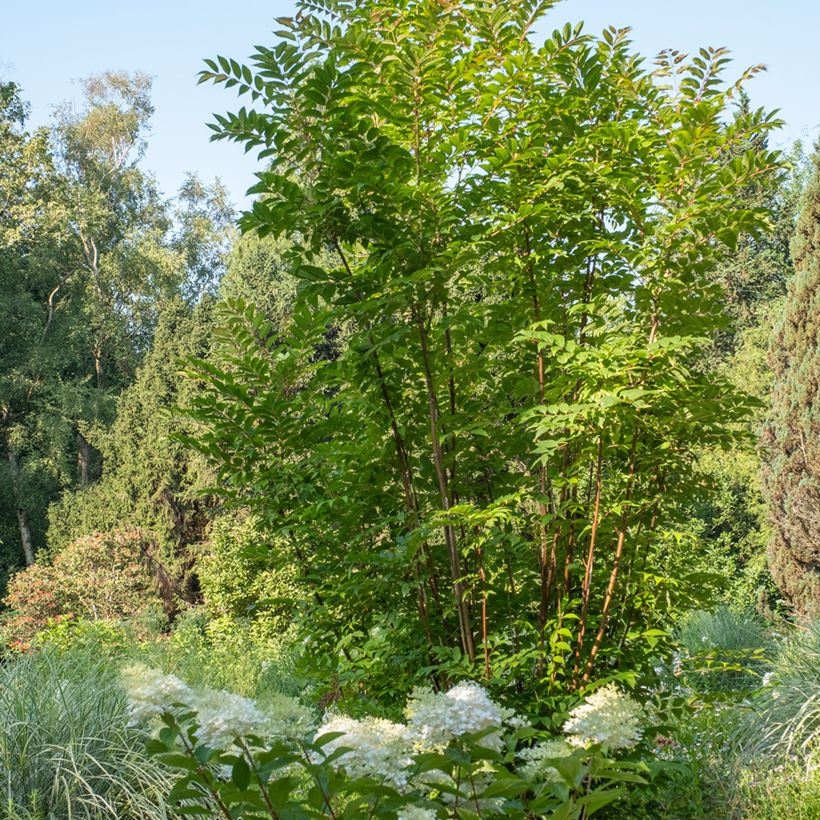 Toona sinensis - Chinesischer Surenbaum (Hafen)