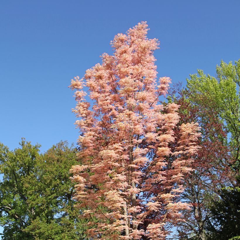 Toona sinensis Flamingo - Chinesischer Surenbaum (Hafen)