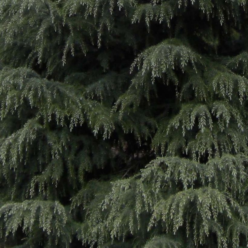 Cedrus deodara - Himalaya-Zeder (Laub)