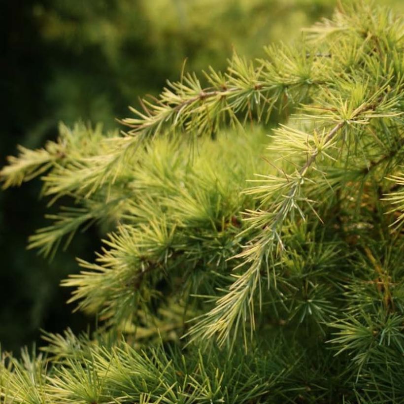 Cedrus deodara Aurea - Himalaya-Zeder (Laub)