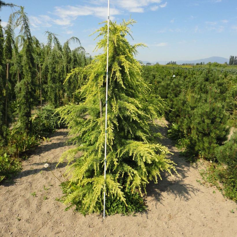 Cedrus deodara Aurea - Himalaya-Zeder (Hafen)