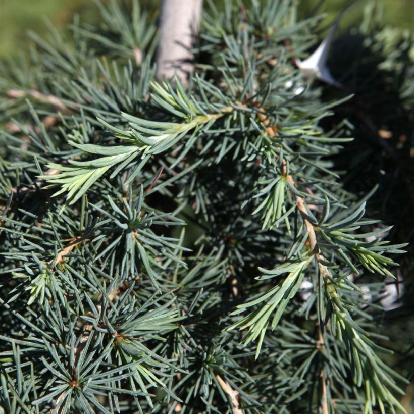 Cedrus deodara Feeling Blue - Himalaya-Zeder (Laub)