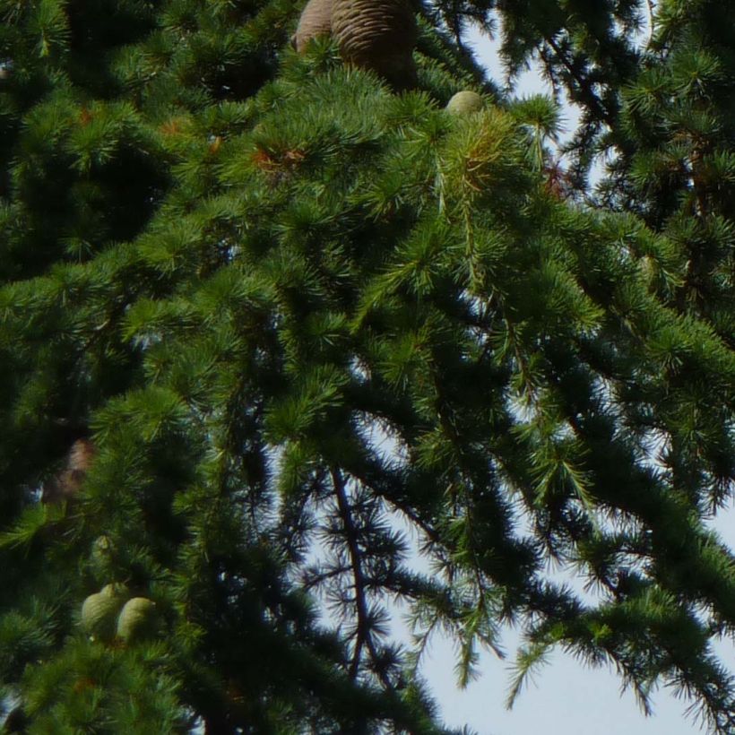 Cedrus libani - Libanon-Zeder (Laub)