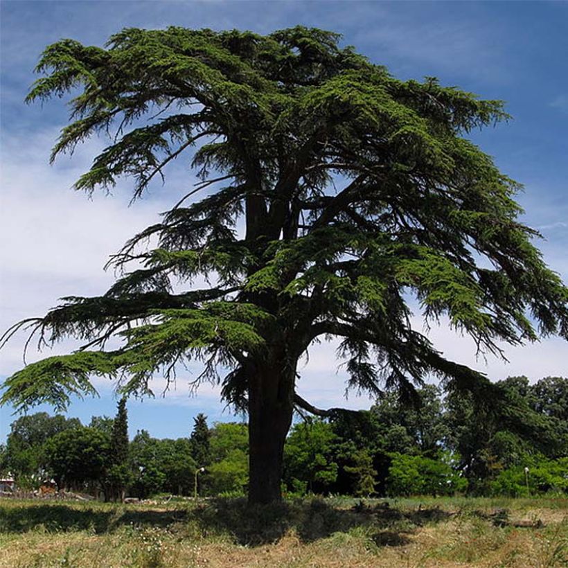 Cedrus libani - Libanon-Zeder (Hafen)