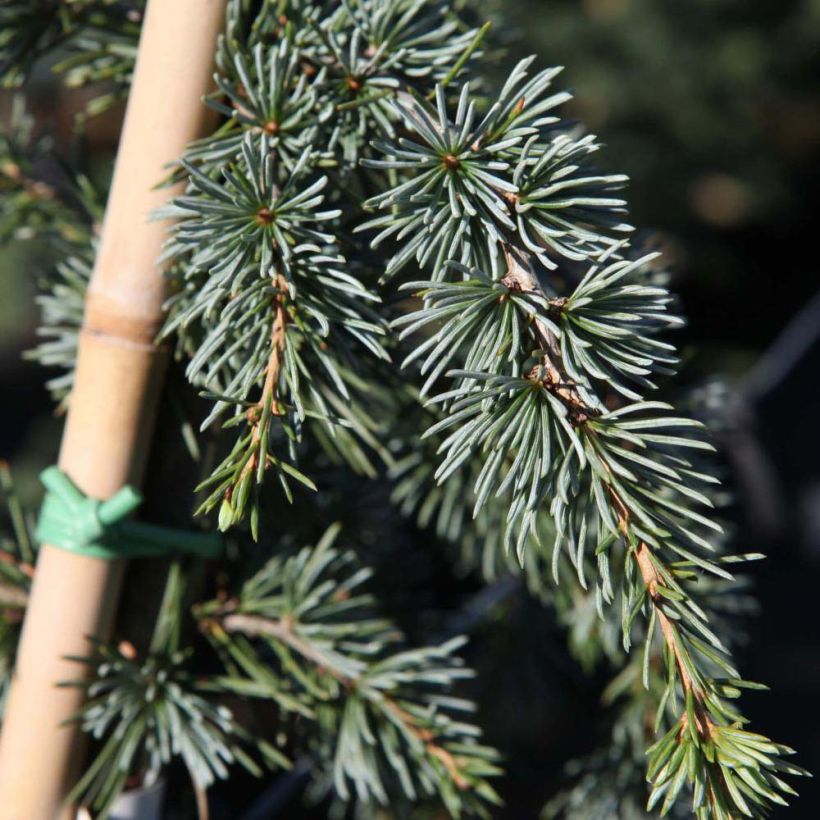 Cedrus libani Atlantica Pendula - Libanon-Zeder (Laub)