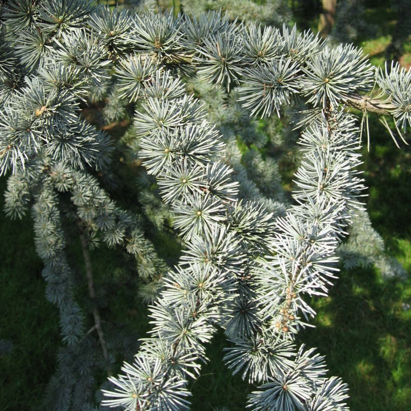 Cedrus libani subsp. atlantica Glauca - Atlas-Zeder (Laub)