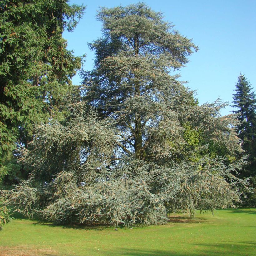 Cedrus libani subsp. atlantica Glauca - Atlas-Zeder (Hafen)