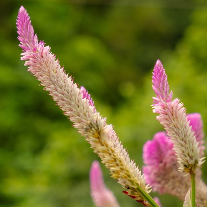 Celosia argentea var. spicata Flamingo Pink - Silber-Brandschopf (Blüte)