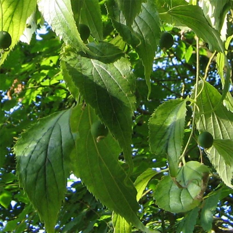 Celtis australis - Südlicher Zürgelbaum (Laub)