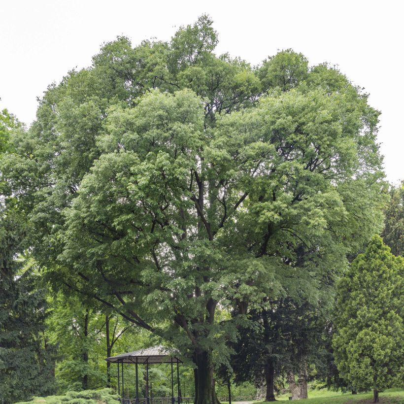 Celtis australis - Südlicher Zürgelbaum (Hafen)