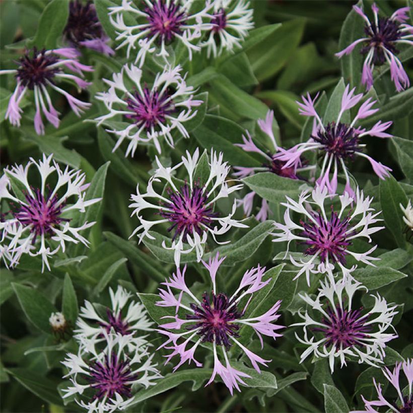 Berg-Flockenblume Amethyst in Snow - Centaurea montana (Blüte)