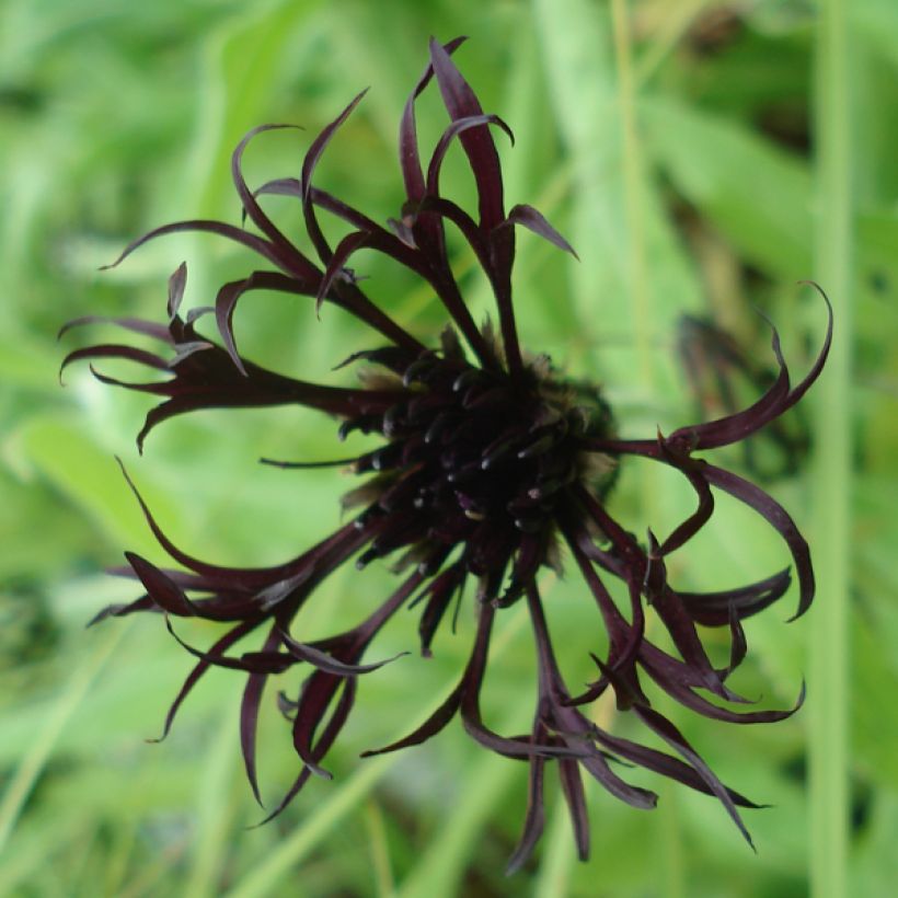 Berg-Flockenblume Black Sprite - Centaurea montana (Blüte)