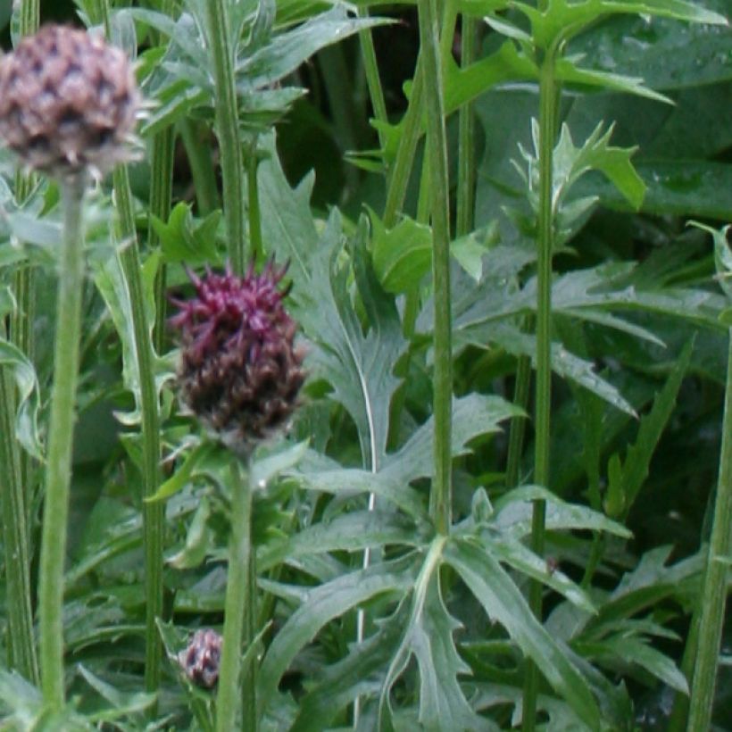 Centaurea atropurpurea - Rote Flockenblume (Laub)