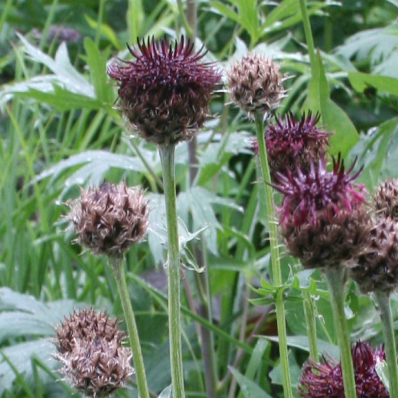 Centaurea atropurpurea - Rote Flockenblume (Blüte)