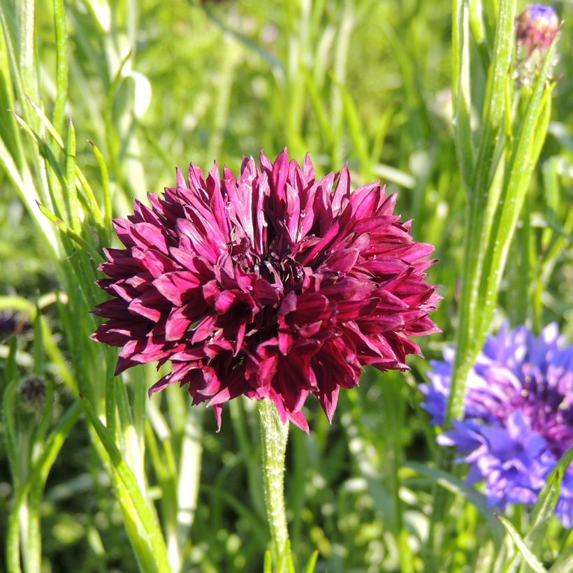 Kornblume Black Ball (Samen) - Centaurea cyanus (Blüte)