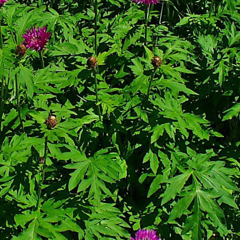 Centaurea dealbata Stenbeergii - Zweifarbige Flockenblume (Laub)