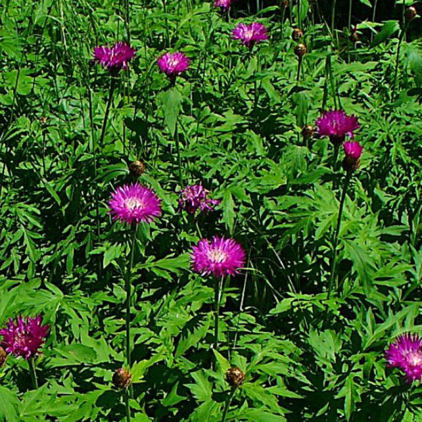 Centaurea dealbata Stenbeergii - Zweifarbige Flockenblume (Blüte)