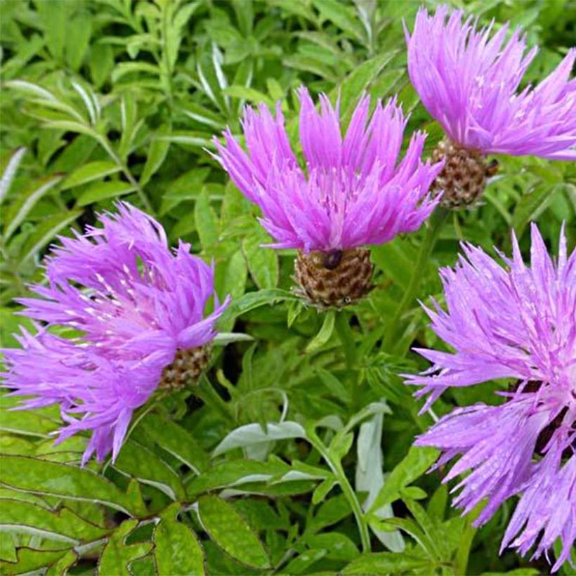 Centaurea dealbata - Zweifarbige Flockenblume (Blüte)