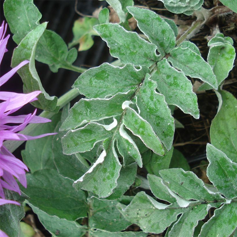 Centaurea hypoleuca John Coutts - Flockenblume (Laub)