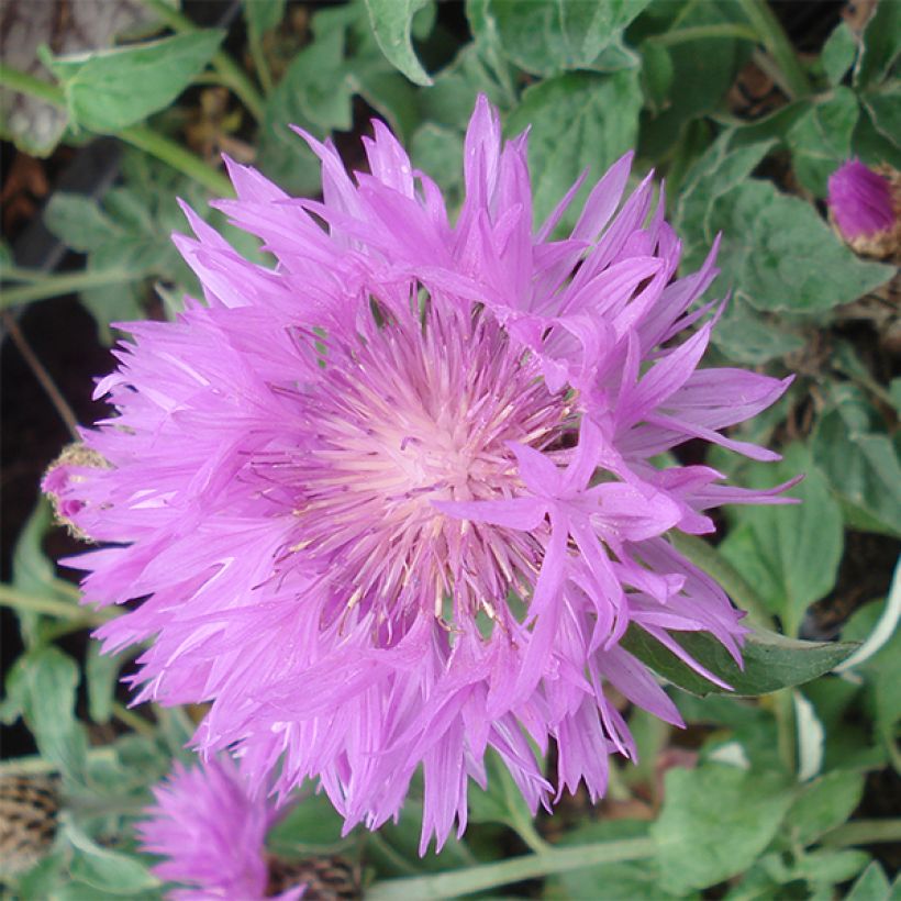 Centaurea hypoleuca John Coutts - Flockenblume (Blüte)