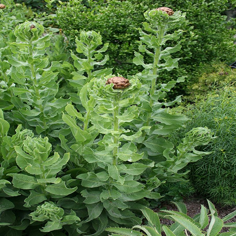 Centaurea macrocephala - Riesenflockenblume (Laub)