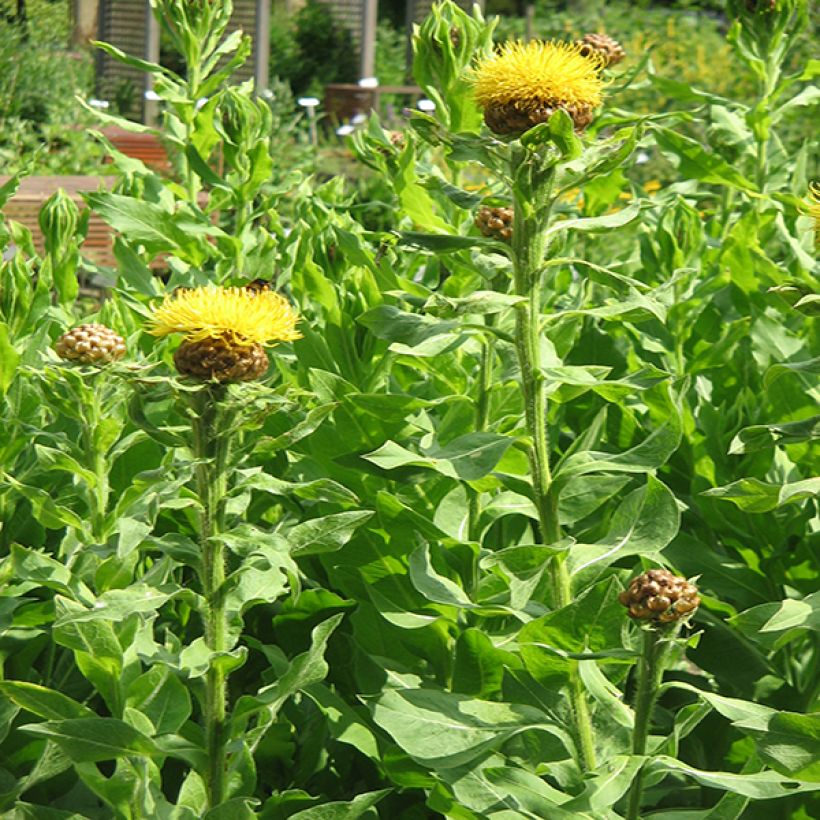 Centaurea macrocephala - Riesenflockenblume (Hafen)