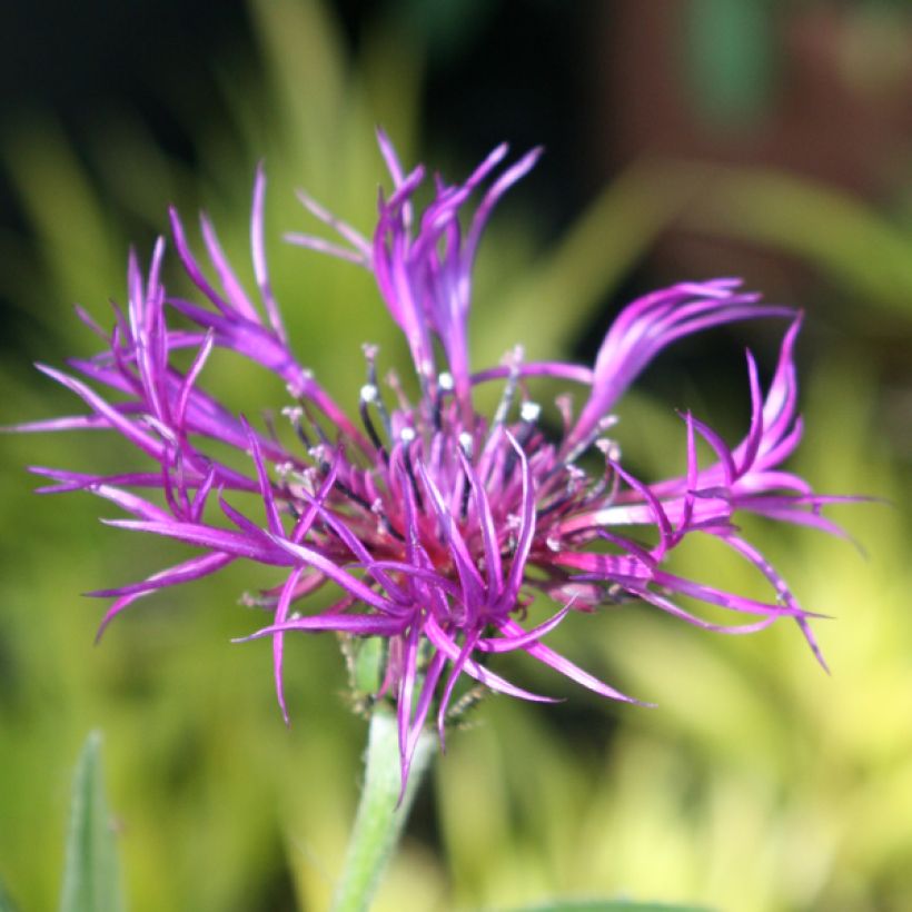 Berg-Flockenblume Amethyst Dream - Centaurea montana (Blüte)