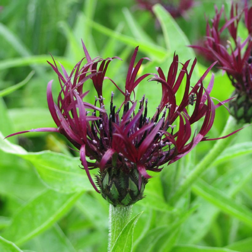 Berg-Flockenblume Jordy - Centaurea montana (Blüte)