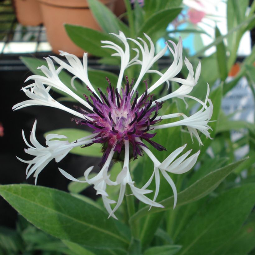 Berg-Flockenblume Purple Heart - Centaurea montana (Blüte)