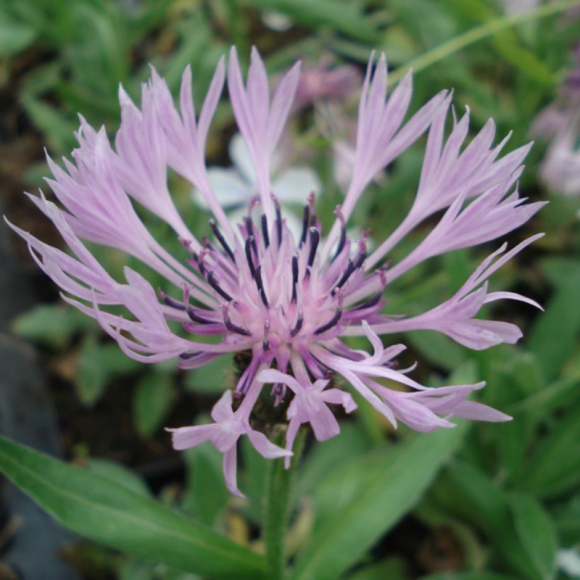 Berg-Flockenblume Carnea - Centaurea montana (Blüte)