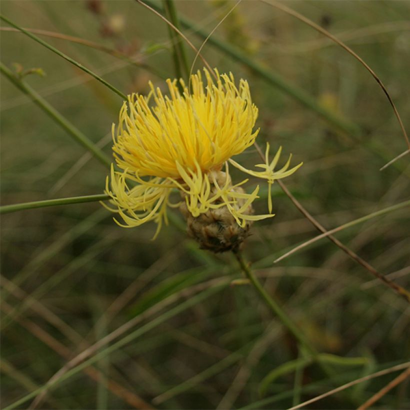 Centaurea orientalis - Orientalische Flockenblume (Blüte)