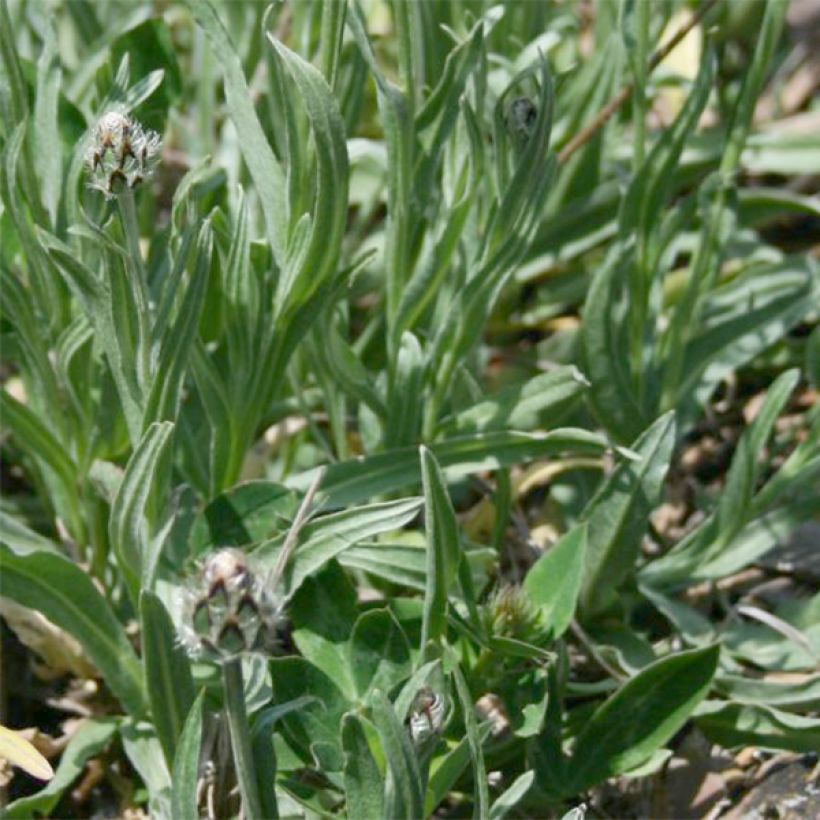 Centaurea triumfettii ssp. stricta - Filzige Flockenblume (Laub)