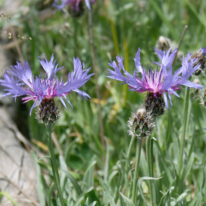 Centaurea triumfettii ssp. stricta - Filzige Flockenblume (Blüte)