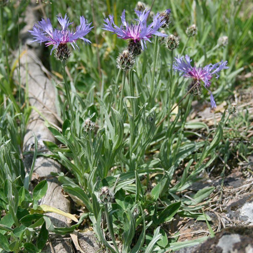 Centaurea triumfettii ssp. stricta - Filzige Flockenblume (Hafen)