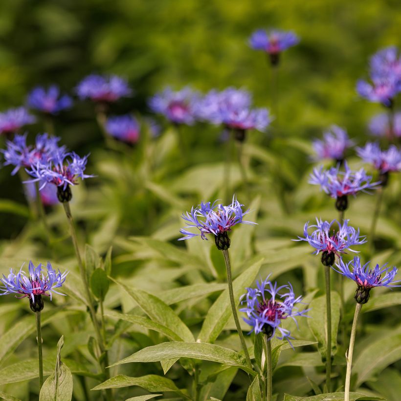 Centaurea triumfettii ssp. cana - Filzige Flockenblume (Hafen)