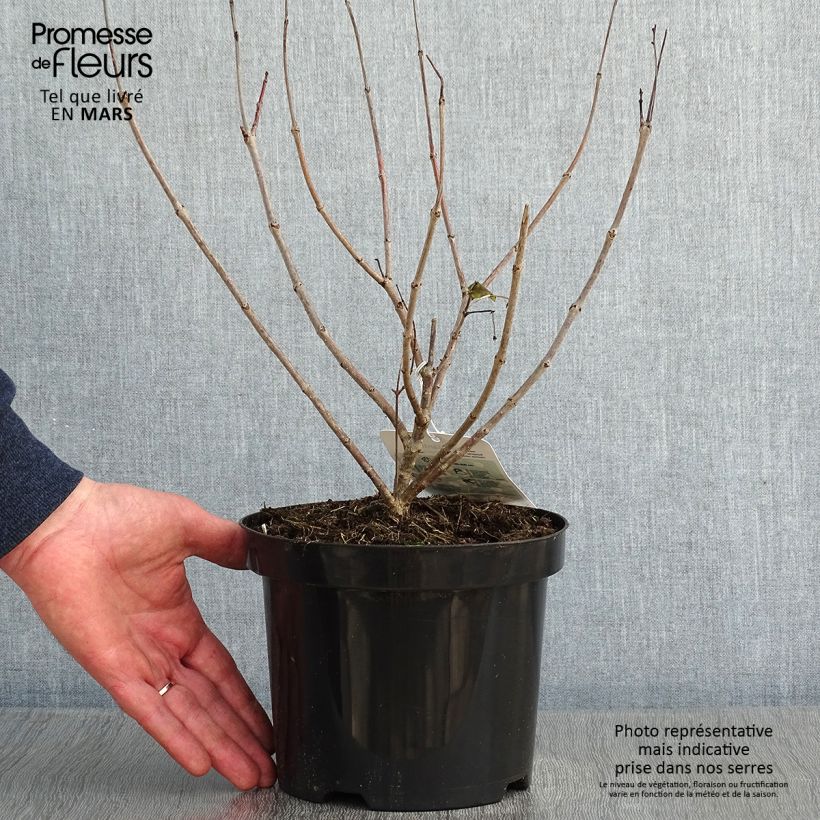 Exemplar von Cephalanthus occidentalis - Bois-bouton Pot de 3L/4L wie im Winter geliefert