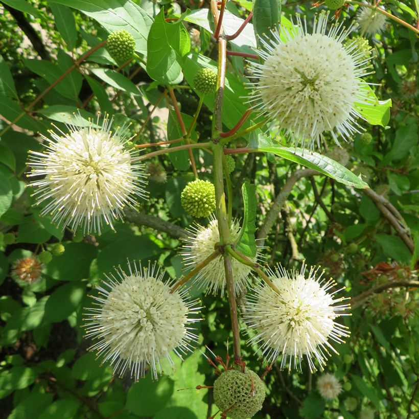 Cephalanthus occidentalis Moonlight Fantasy - Knopfbusch (Blüte)