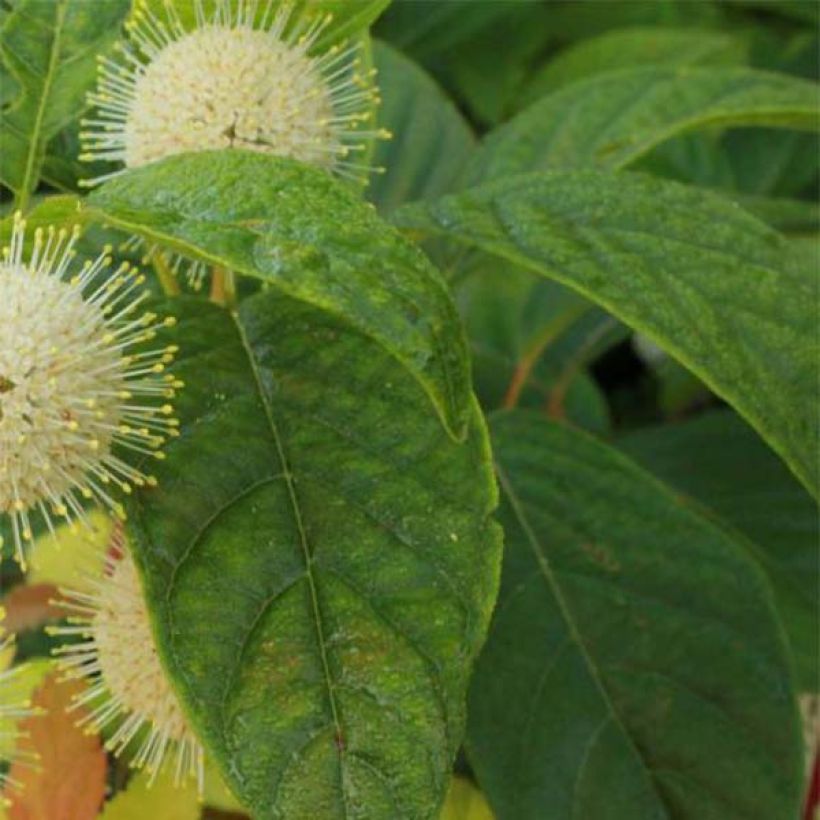 Cephalanthus occidentalis Sugar Shack - Knopfbusch (Laub)